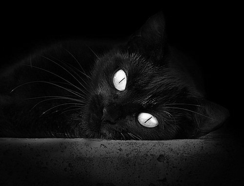 卡拉斯科一锤定音，澳大利亚斩落埃及背后的关键先生